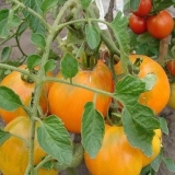 Sačuvani medeni paradajz: recenzije, fotografije, prinos